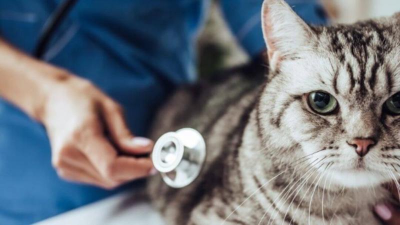 Czy chemioterapia jest konieczna u wszystkich kotów z kostniakomięsakiem?