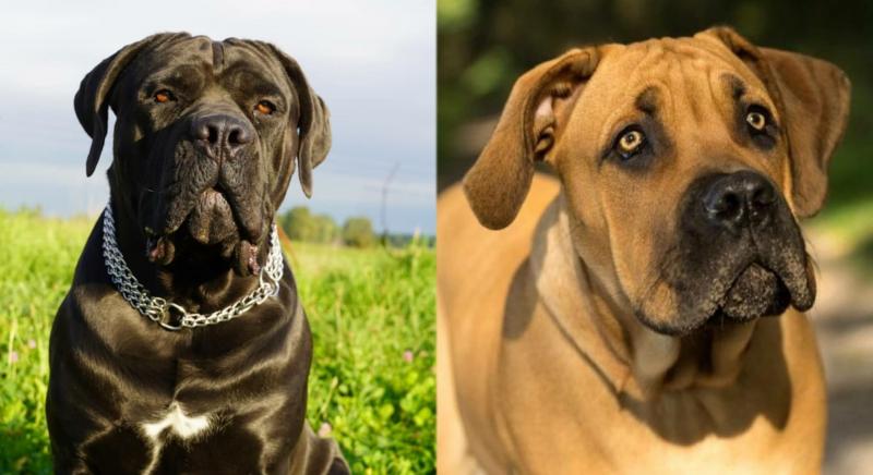 Cane Corso Boerboel Mix: Przewodnik, zdjęcia, pielęgnacja i więcej