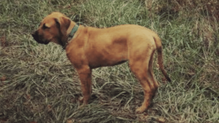 Cane Corso Bullmastiff Mix: Przewodnik, zdjęcia, pielęgnacja i więcej