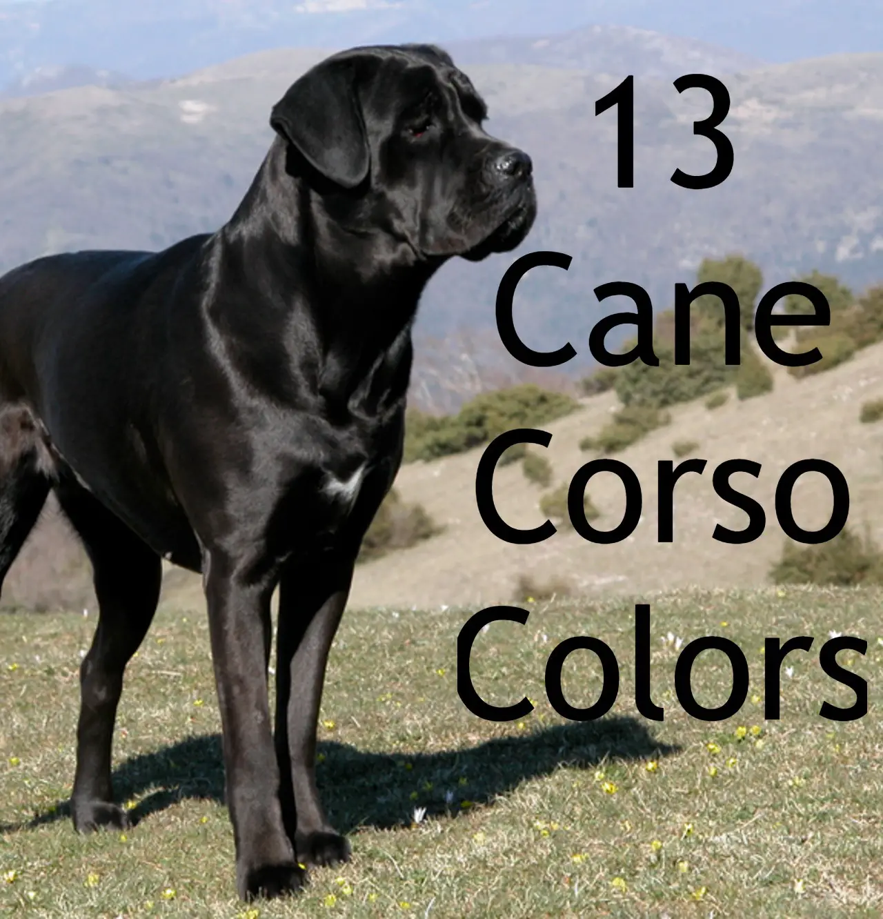 Problem z rozcieńczonymi kolorami umaszczenia cane corso