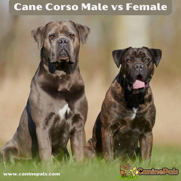 O Cane Corso