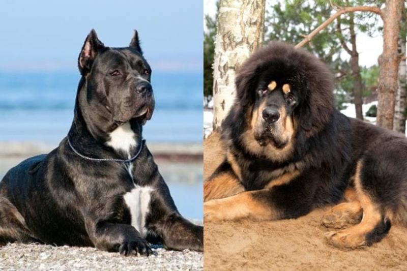 2. Cane corso prawie wyginęły w XX wieku