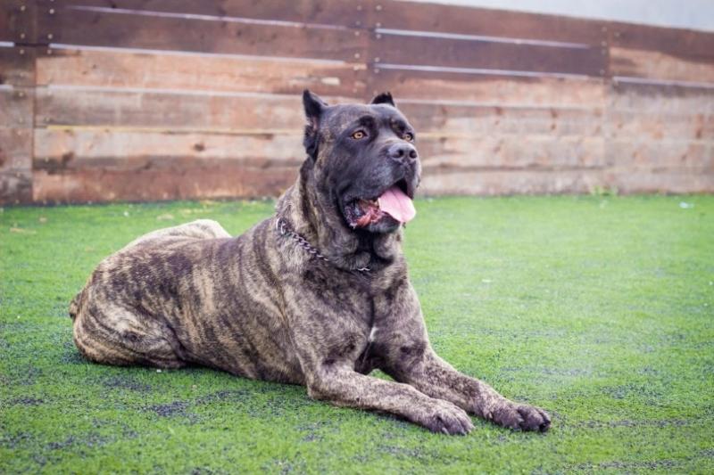 Charakterystyka Cane Corso