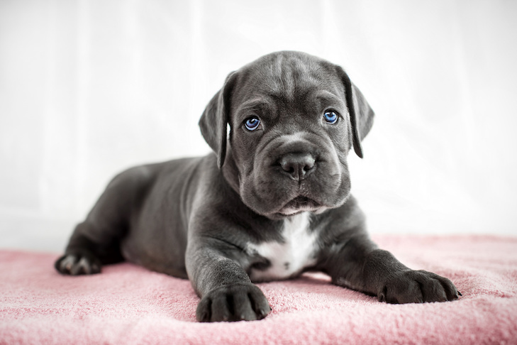 7 najlepszych zabawek Cane Corso