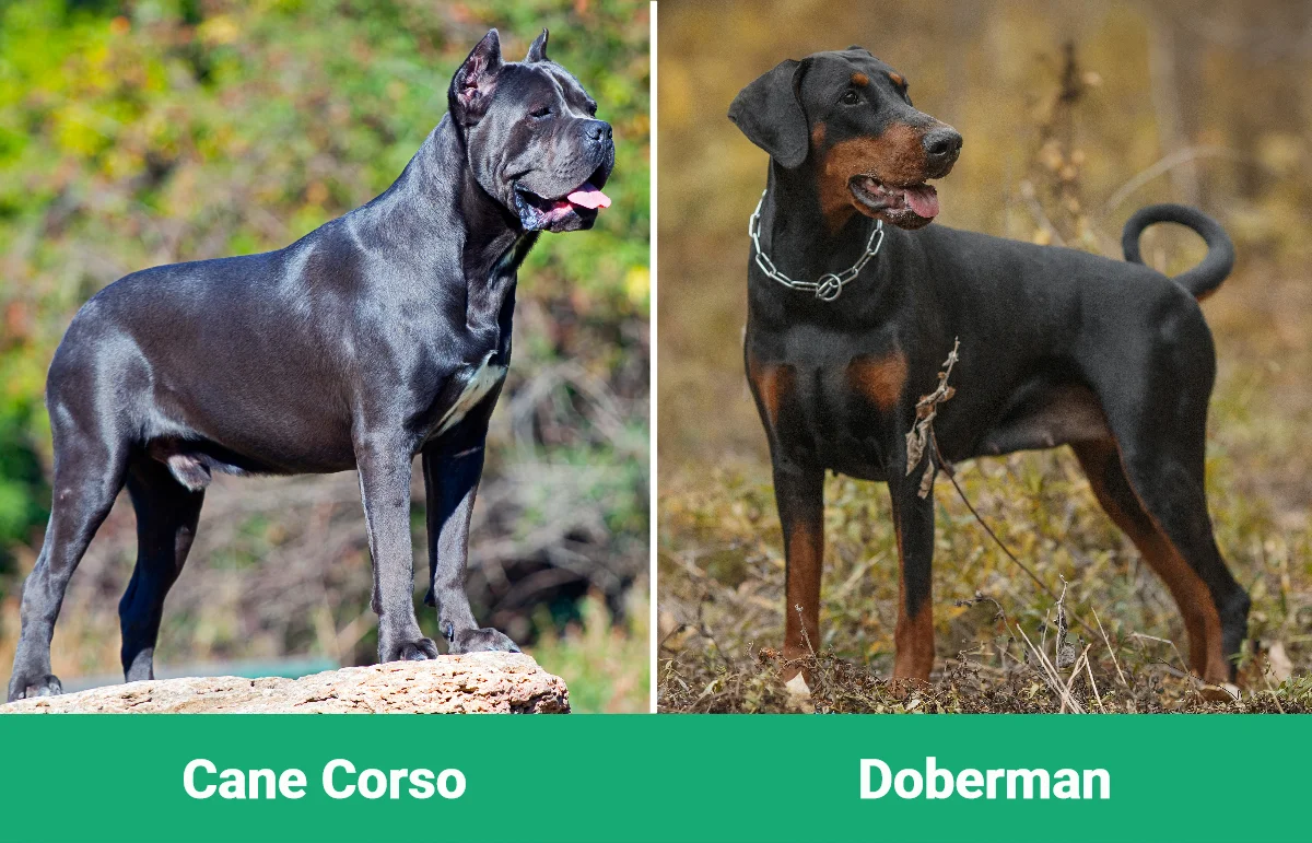 Cane Corso vs Doberman: różnice (ze zdjęciami)