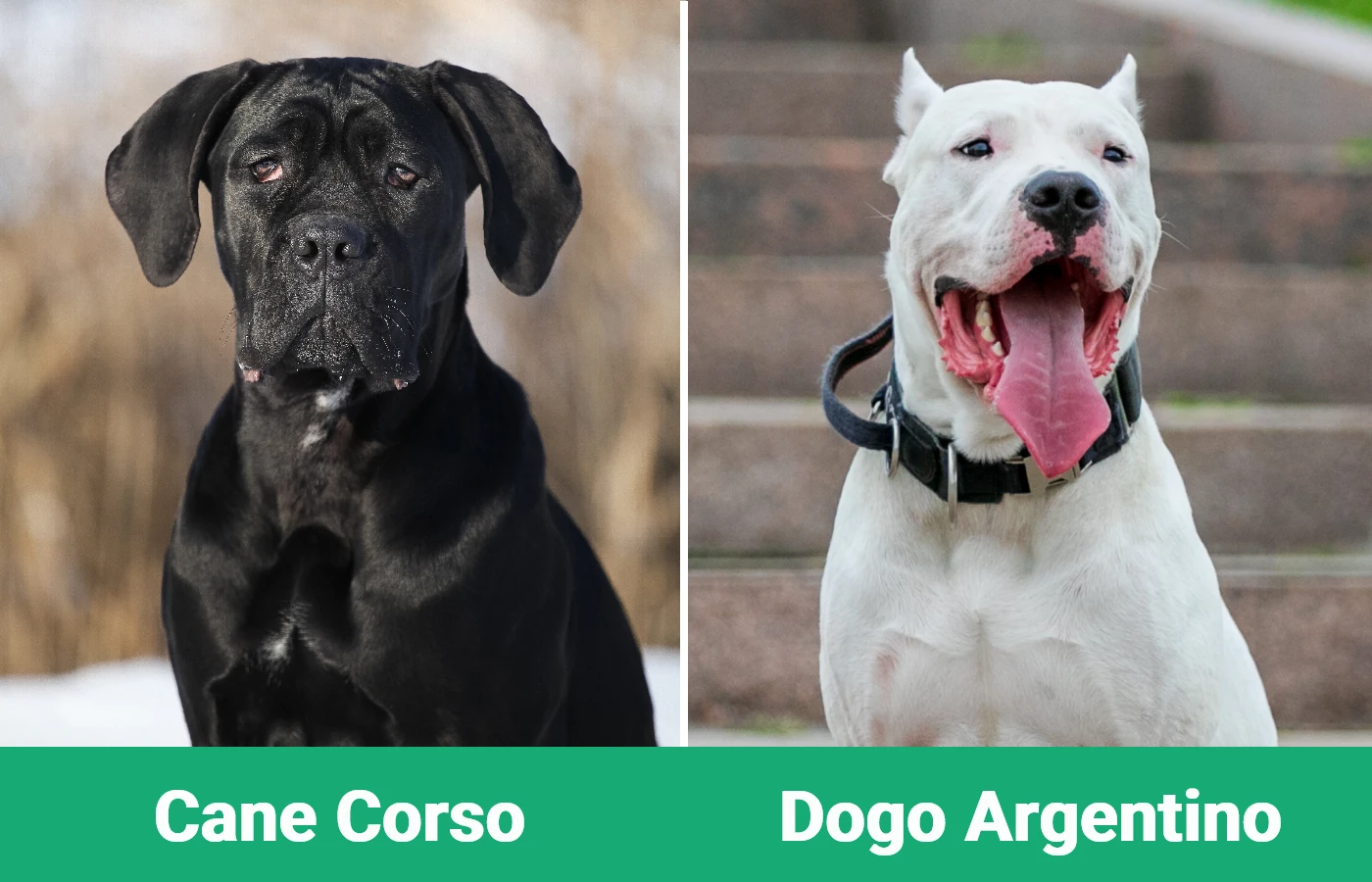 Cane Corso vs Dogo Argentino: Wyjaśnienie różnic (ze zdjęciami)