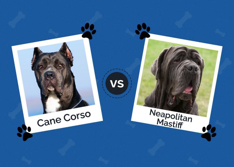 Cane corso vs. mastif neapolitański: Wyjaśnienie różnic (ze zdjęciami)