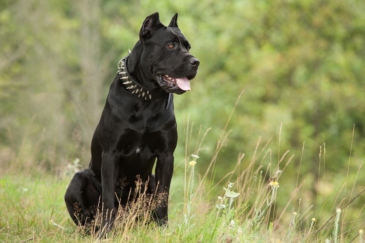 Jakie są główne cechy rasy psów Leonberger?