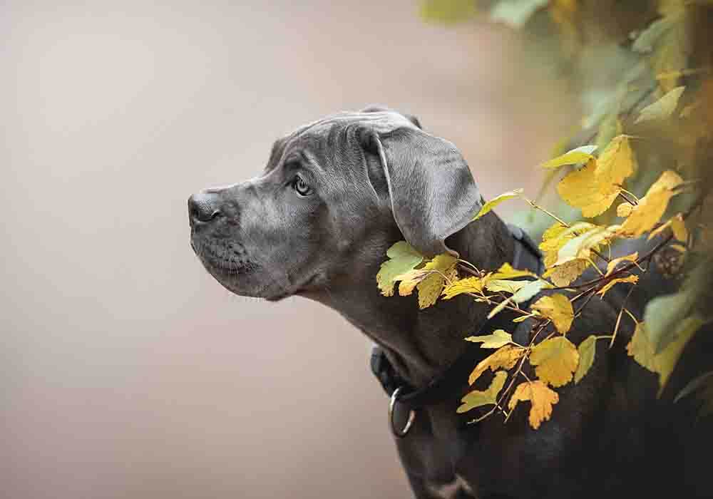 Rzeczy, które warto wiedzieć, posiadając Cane Corso Weimaraner Mix