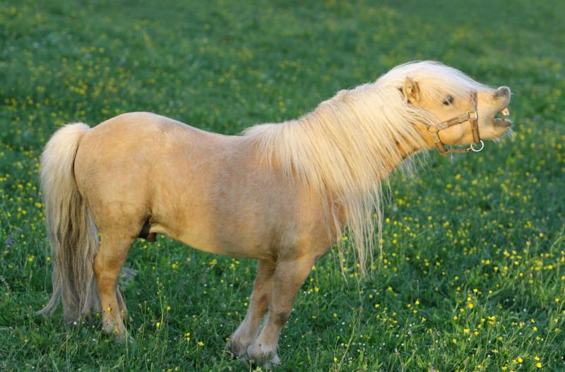 6. Haflinger