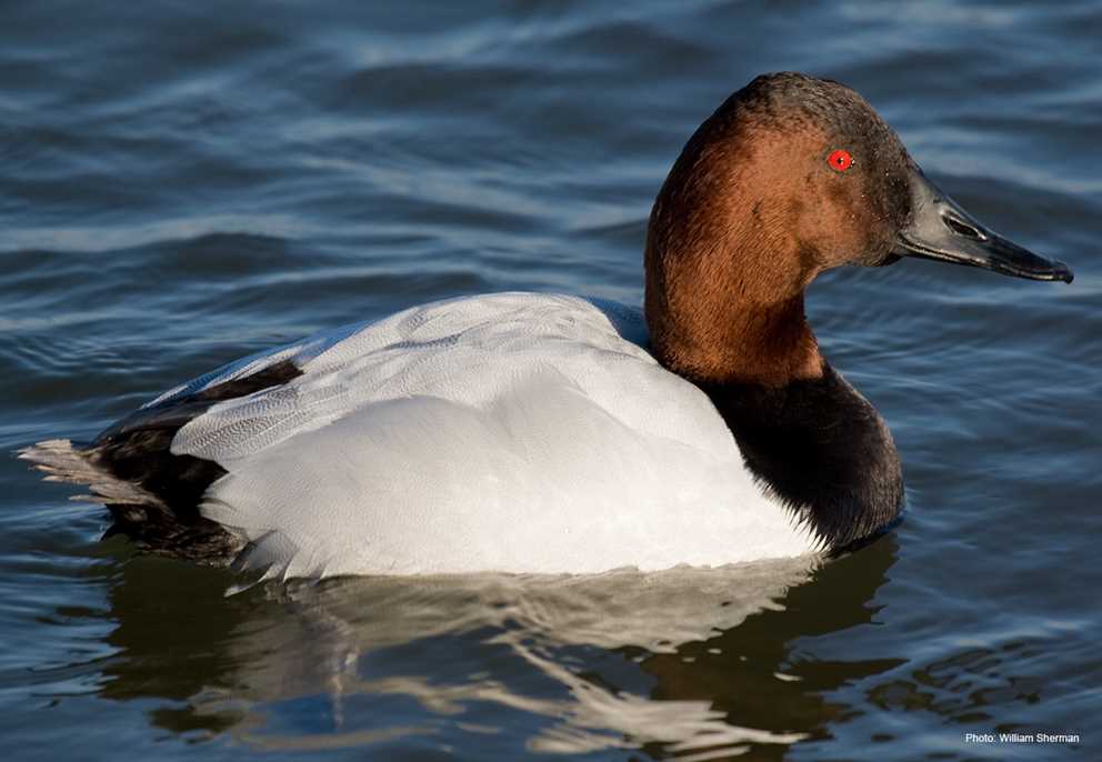 13. Kaczka obrożna (Aythya collaris)