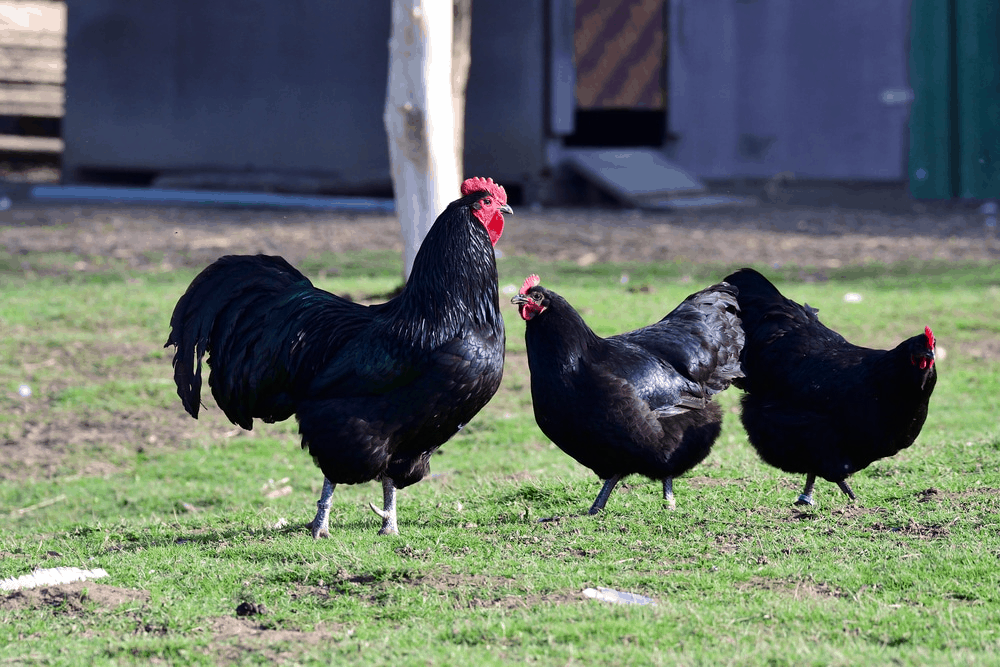 Czarny kogut australorp a kura: Kluczowe różnice (ze zdjęciami)