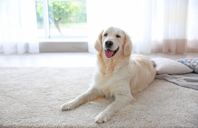 9 sposobów na usunięcie sierści zwierząt domowych z dywanu