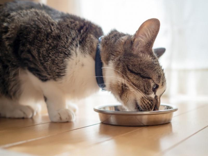 Skąd wiemy, że koty nie czują słodyczy?