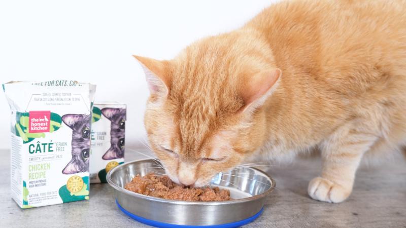 Przegląd karmy dla kotów Freshpet 2024: Wycofane produkty, zalety i wady