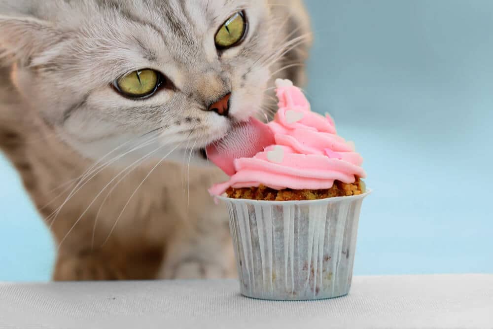 Czy koty wyczuwają słodycz? Nauka i informacje sprawdzone przez weterynarzy!