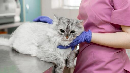 Jak opiekować się kotem z padaczką?