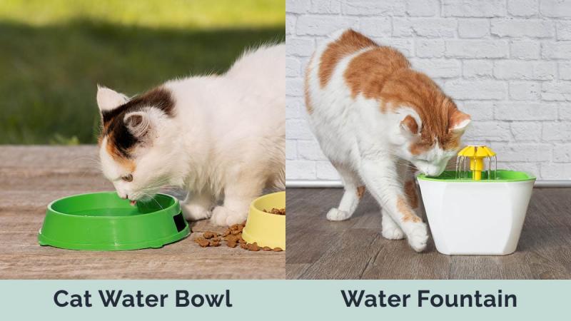 Miska na wodę dla kota a fontanna: Różnice ocenione przez weterynarzy i co wybrać
