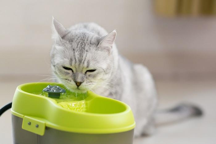 3 alternatywy dla wody, które mogą pić koty