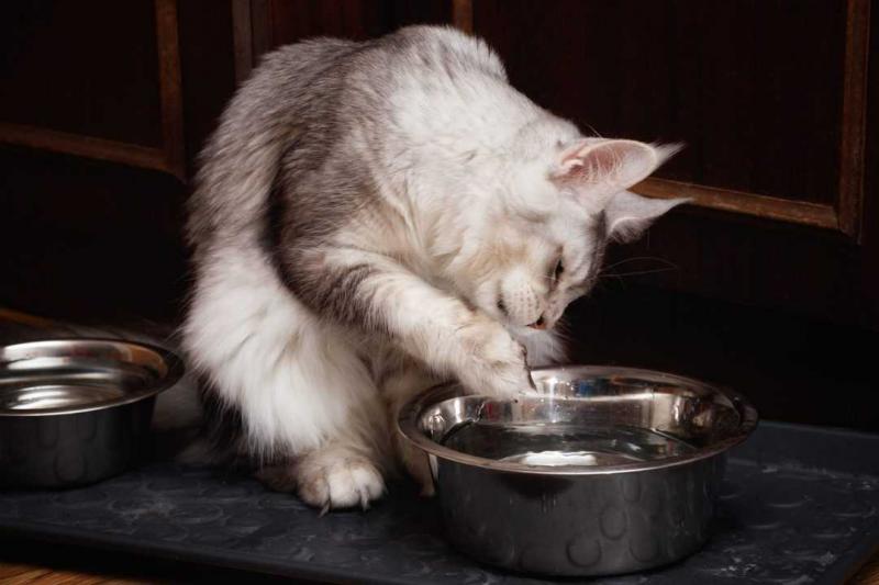 Jak powstrzymać kota przed wkładaniem łapy do wody: 8 prostych wskazówek