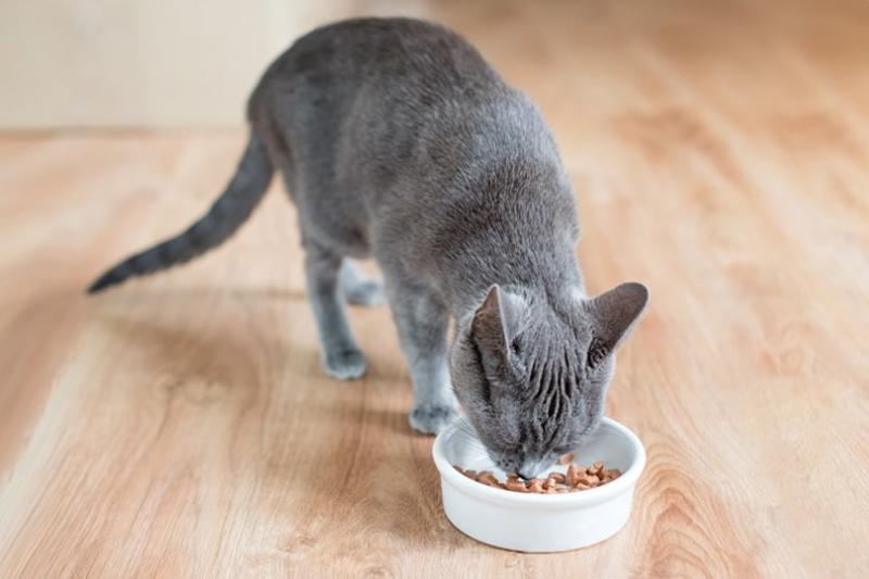 6. The Honest Kitchen Kozie mleko z probiotykami dla kotów