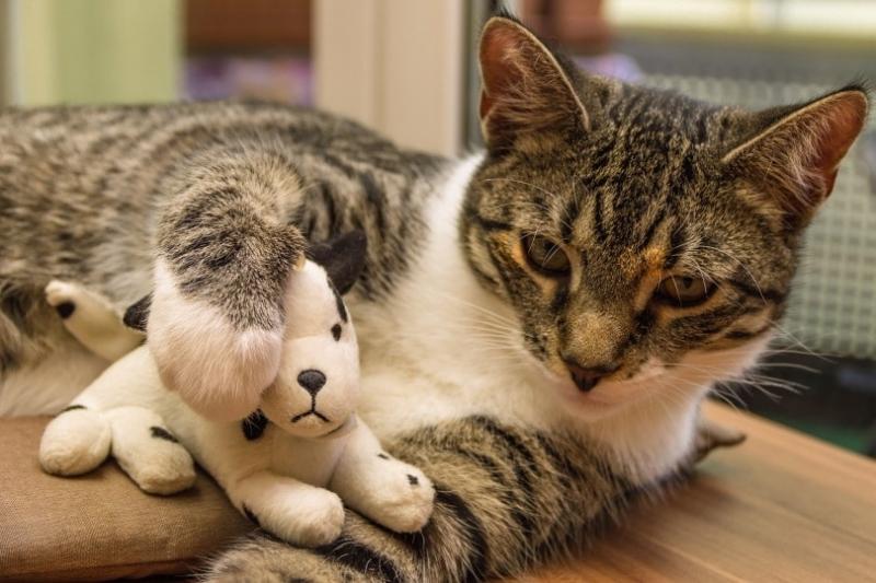 Dlaczego kot nosi przy sobie zabawki i miauczy: 6 możliwych powodów