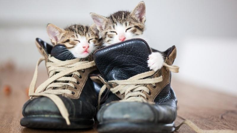 7 powodów, dla których koty kochają buty