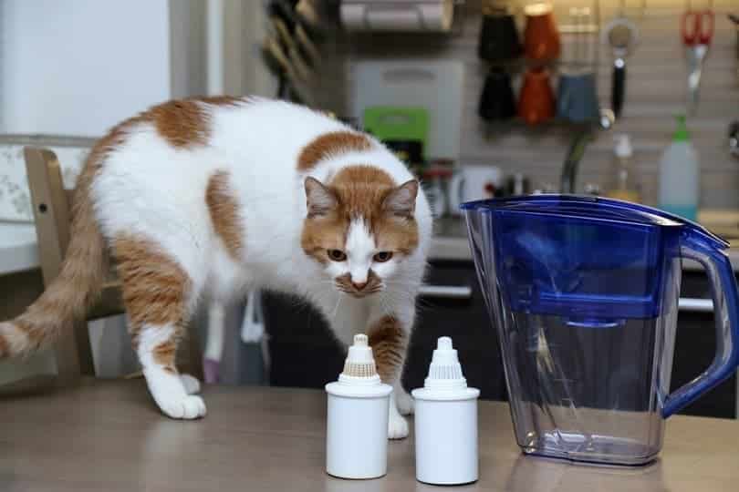 Czy koty mogą pić wodę destylowaną? Fakty zatwierdzone przez weterynarza i często zadawane pytania