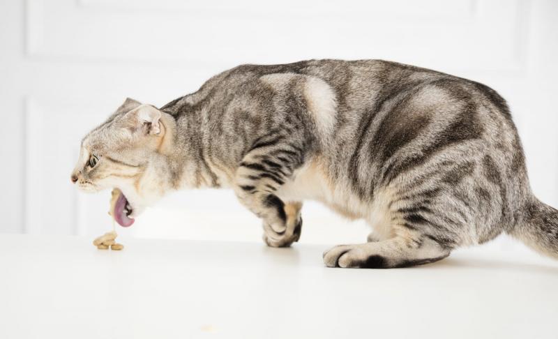 Jak pomóc kotu z chorobą nerek przybrać na wadze: 7 zatwierdzonych przez weterynarza sposobów