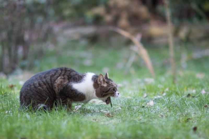 Czy rośliny Croton są toksyczne dla kotów? Zatwierdzone przez weterynarza fakty i przewodnik bezpieczeństwa