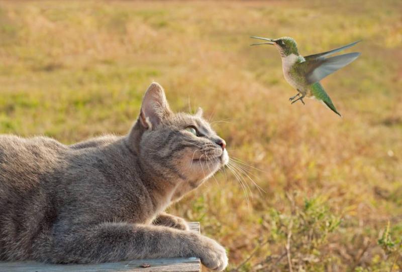 Jak powstrzymać kota przed łapaniem i zabijaniem ptaków: Wyjaśnienie ekosystemu i kroków