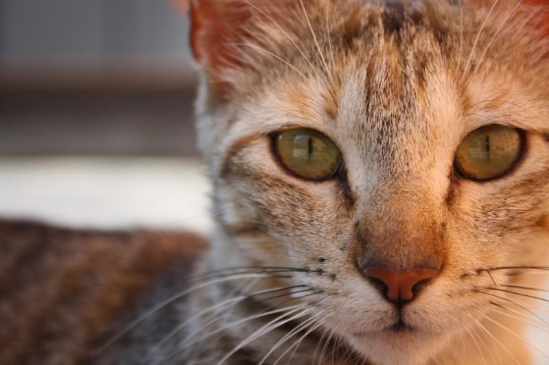 Co to jest wydzielina z oczu kota? Fakty i najczęściej zadawane pytania dotyczące wyładowań z oczu