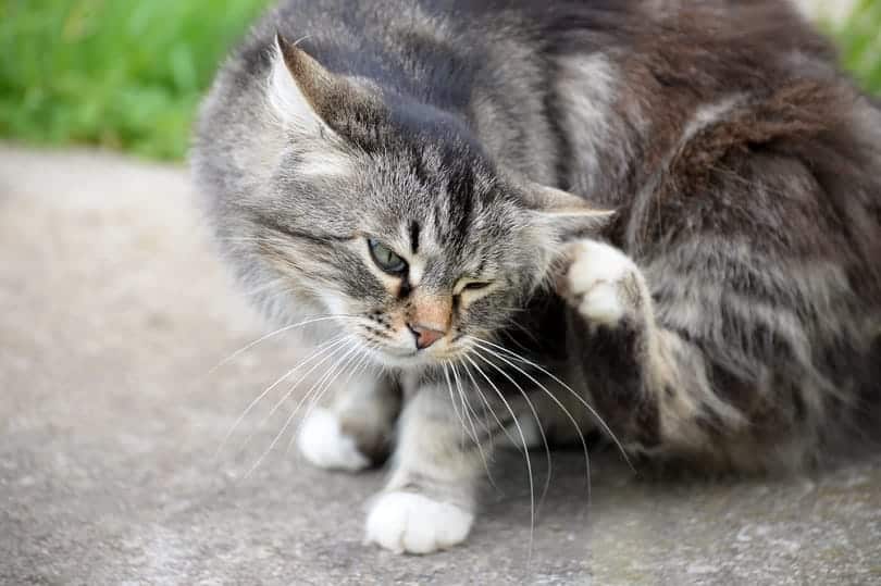 Czy koty mogą umrzeć od pcheł? Fakty sprawdzone przez weterynarza i często zadawane pytania