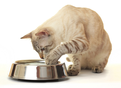 Dlaczego mój kot łapie miskę z wodą? 11 najważniejszych powodów