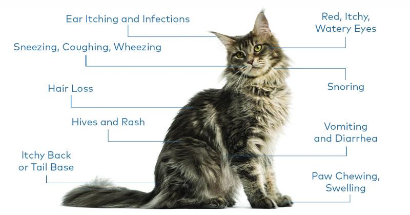 Jakie są objawy alergii u kotów?
