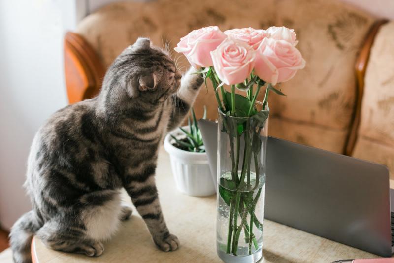 Czy róże są toksyczne dla kotów? Ważne fakty i rozważania zweryfikowane przez weterynarza