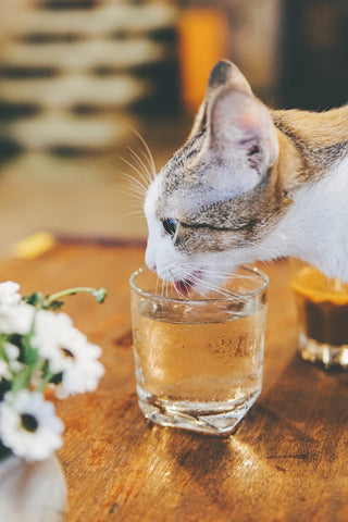 Wskazówki, jak zachęcić kota do picia większej ilości wody