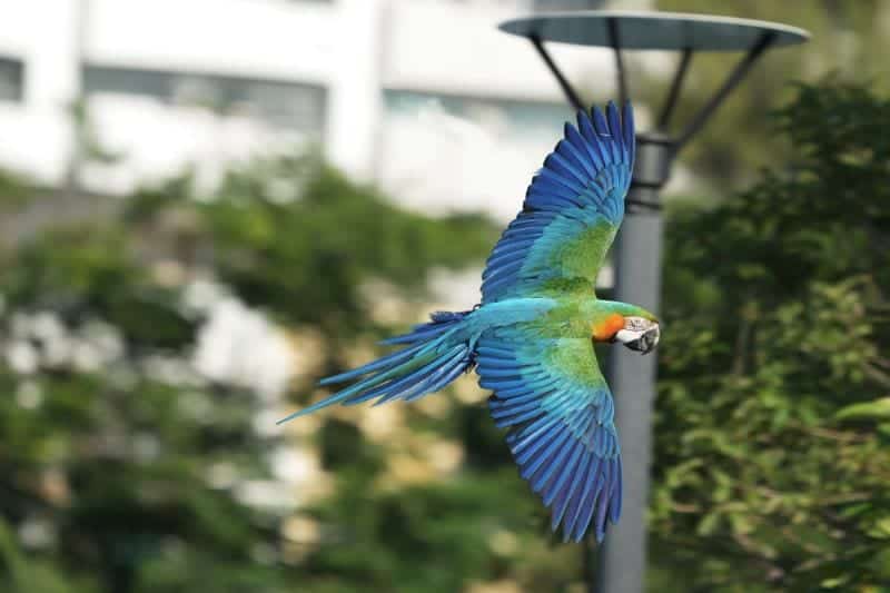 Catalina Macaw: Cechy, historia, żywienie i pielęgnacja (ze zdjęciami)