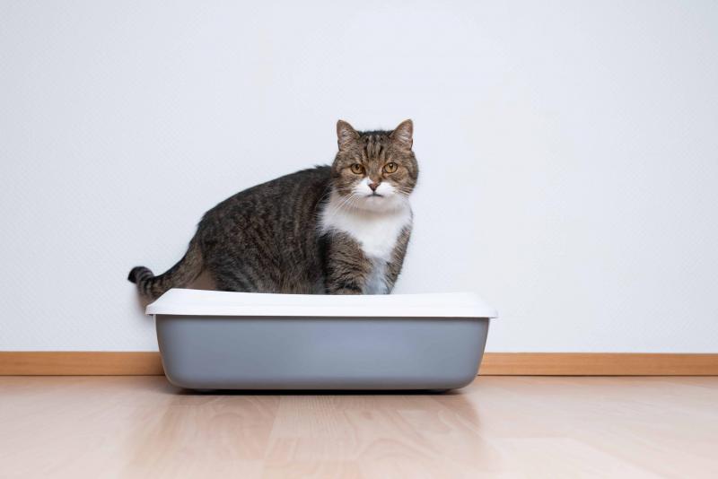 Czy można kompostować zużyty żwirek dla kotów?