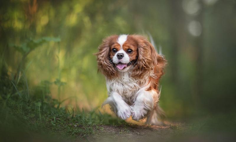 Rasa psów Cavalier King Charles Spaniel: informacje, zdjęcia, pielęgnacja i więcej!