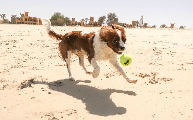 12 najlepszych plaż w Delaware przyjaznych psom: Na smyczy i poza nią