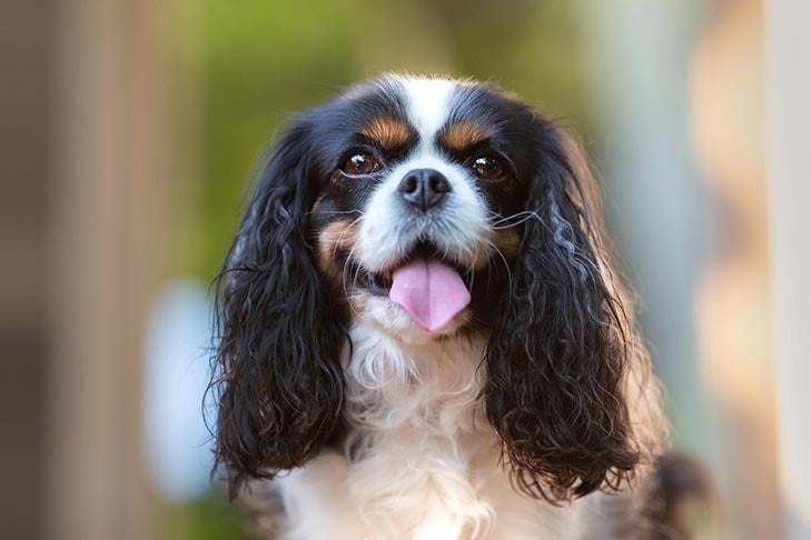 Jak inteligentny jest Cavalier King Charles Spaniel?