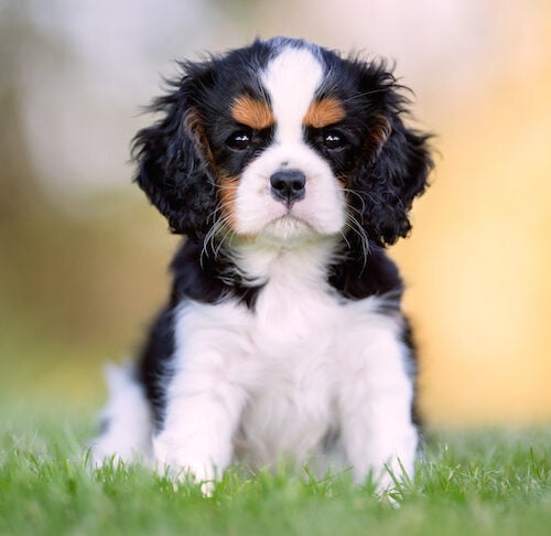 Czy Cavalier King Charles Spaniel często linieje?