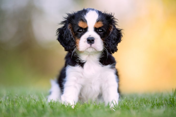 9 wskazówek, jak wytresować psa rasy Cavalier King Charles Spaniel