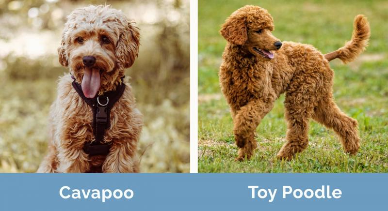 Cavapoo vs pudel toy: Kluczowe różnice (ze zdjęciami)