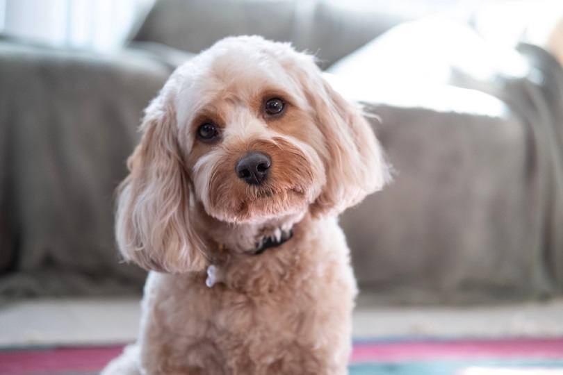 Cavapoo (mieszanka Cavalier King Charles Spaniel i pudla): Zdjęcia, informacje, opieka i więcej!