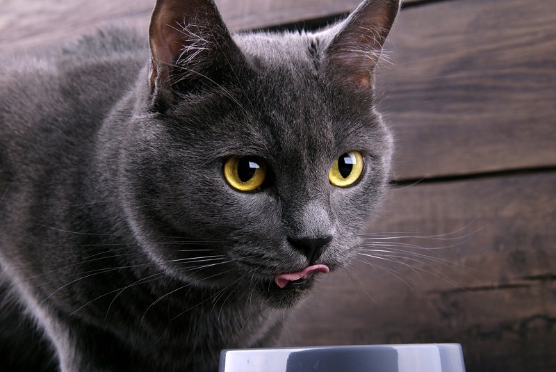 11 najlepszych karm dla kotów z cukrzycą