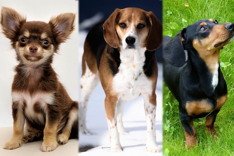 Cheaglehund (mieszanka chihuahua, beagle i jamnika): Zdjęcia, przewodnik, informacje i pielęgnacja!