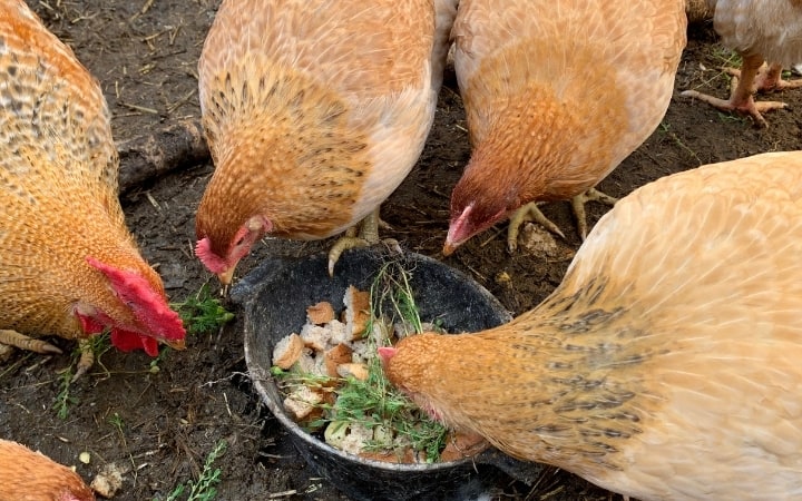  5. Skrawki kuchenne - karma dla kurczaków 