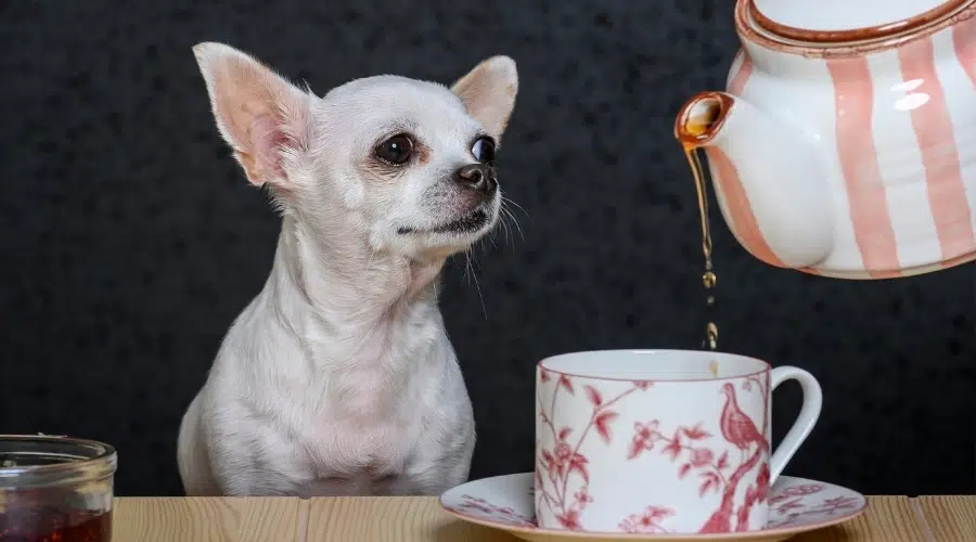 Dlaczego herbata jest toksyczna dla psów?